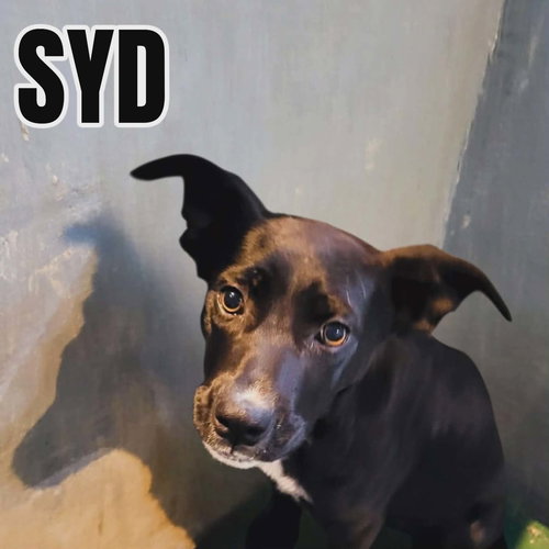 Syd, an adoptable Black Labrador Retriever in Westwood, NJ