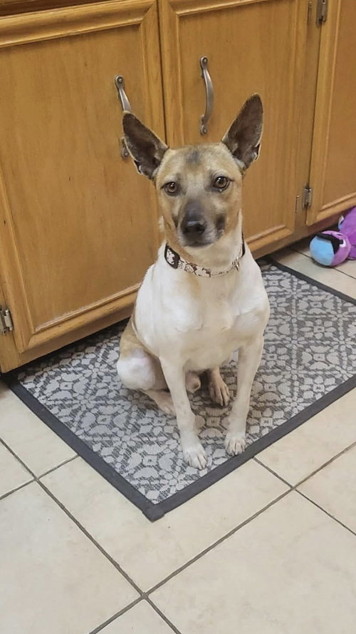 Gravy, an adoptable Rat Terrier in Westwood, NJ