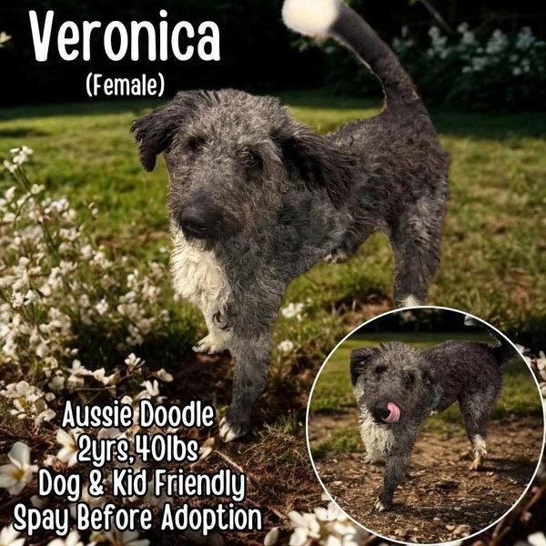 Veronica