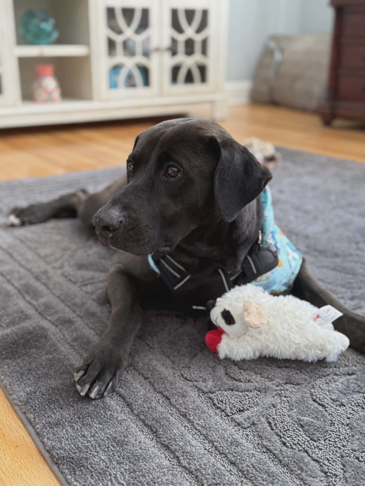 Alexa (Foster or Adopter Needed!)