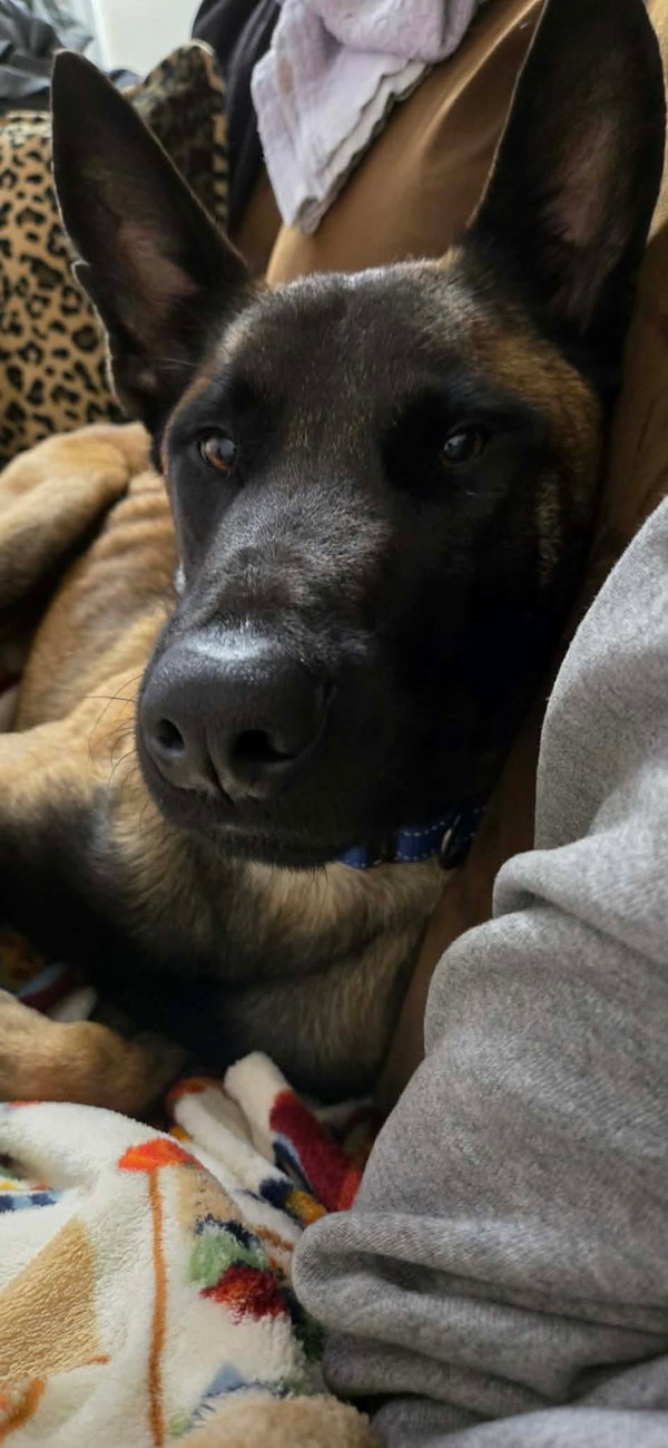 Buddy