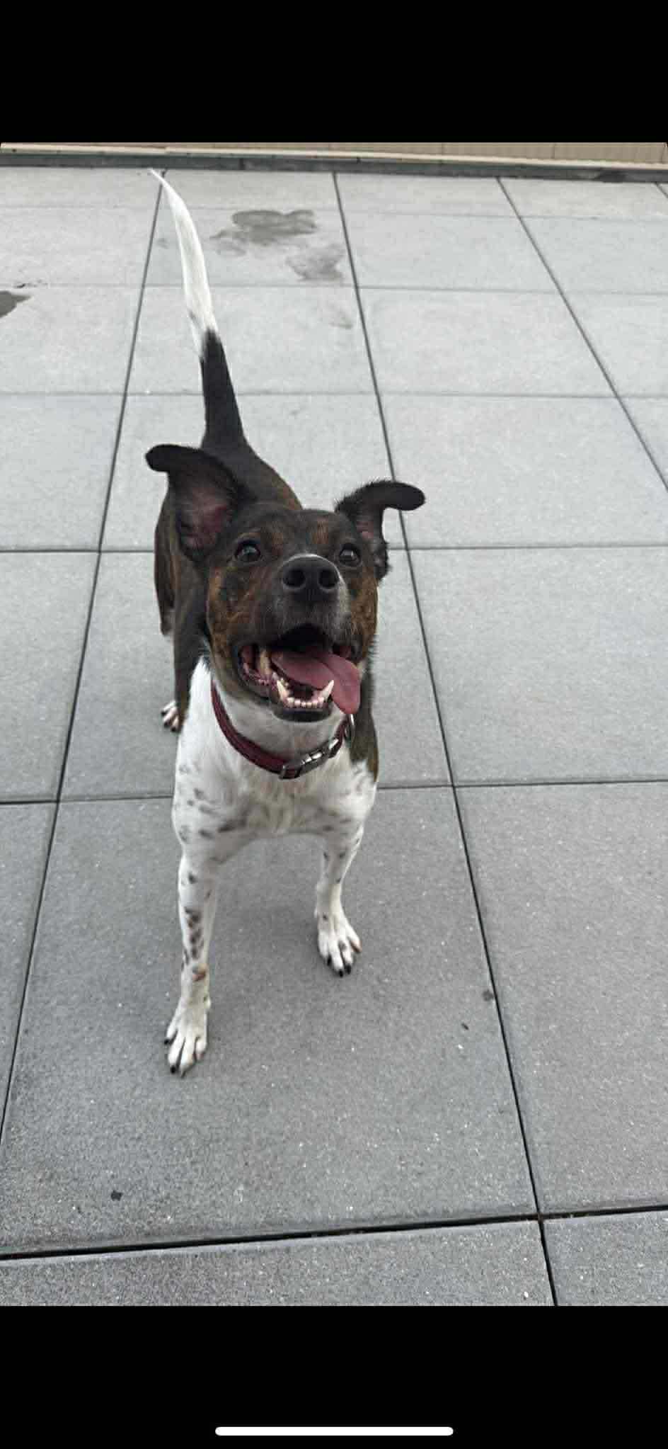Coquito (Foster or Adopter Needed!)