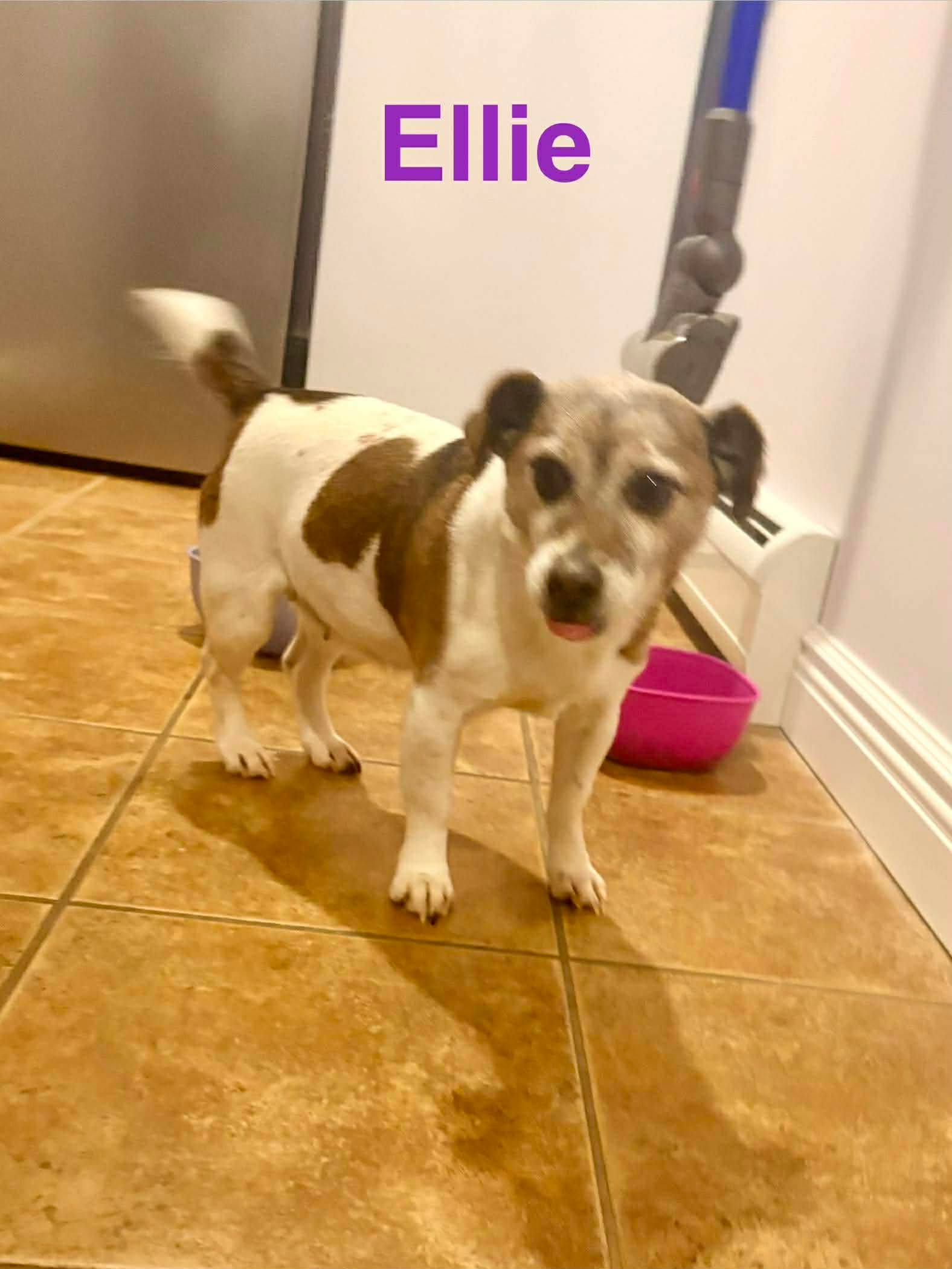 Ellie (Bonded Pair with Freddie)