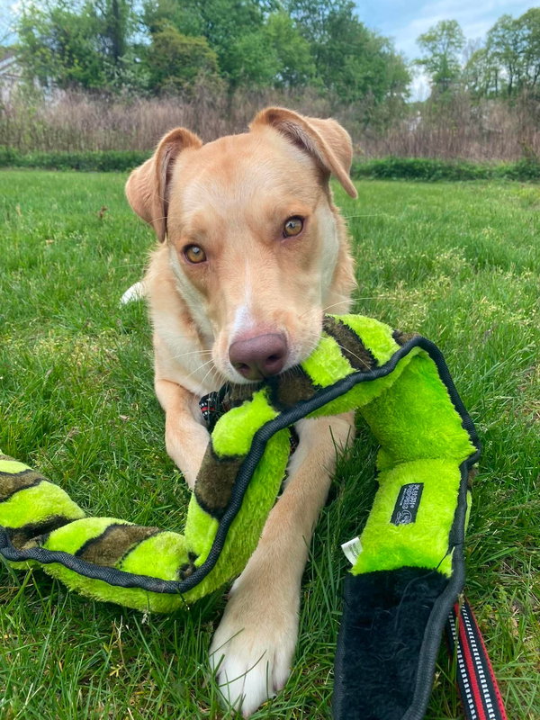 Junie (Foster or Adopter Needed!)