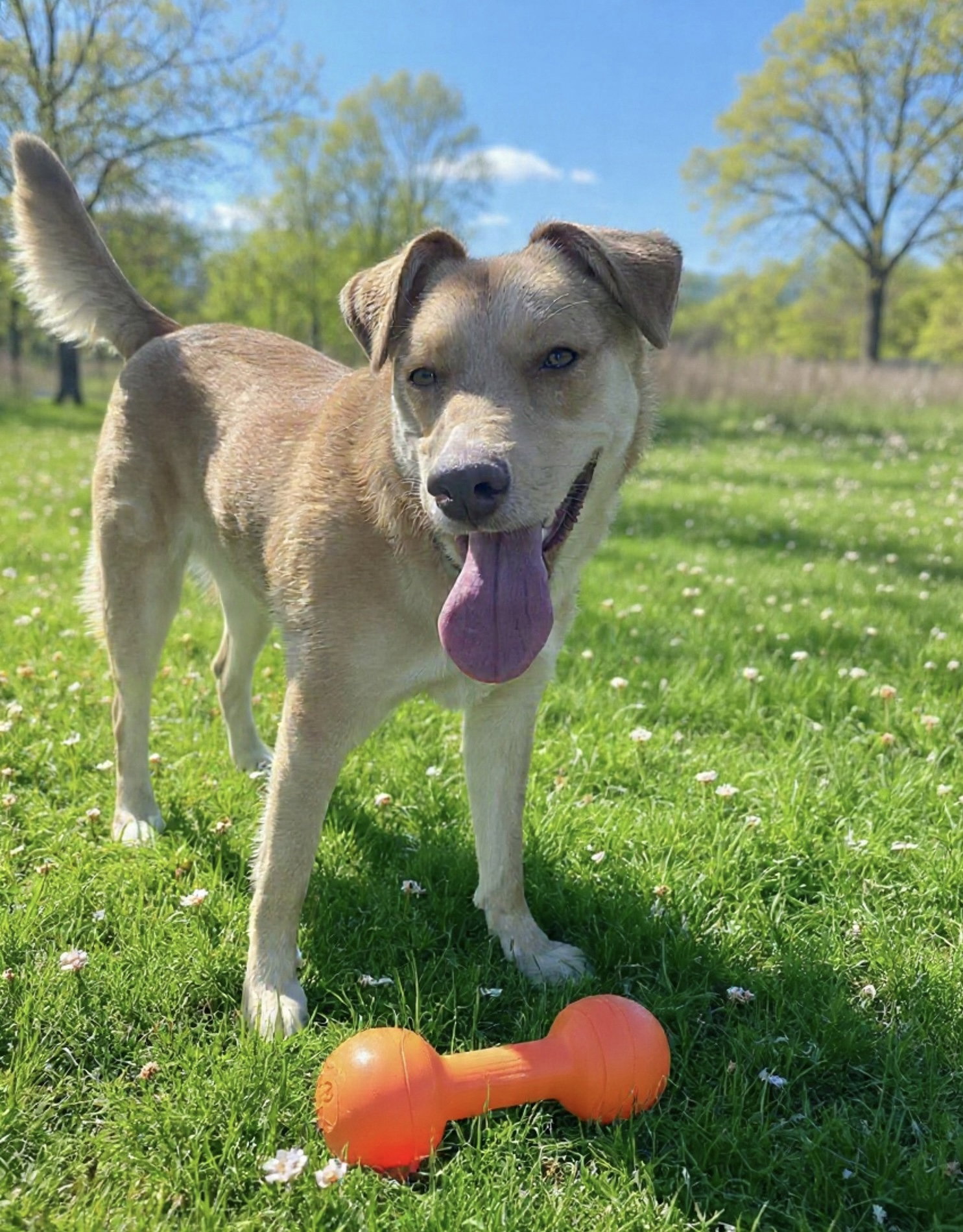 Junie (Foster or Adopter Needed!)