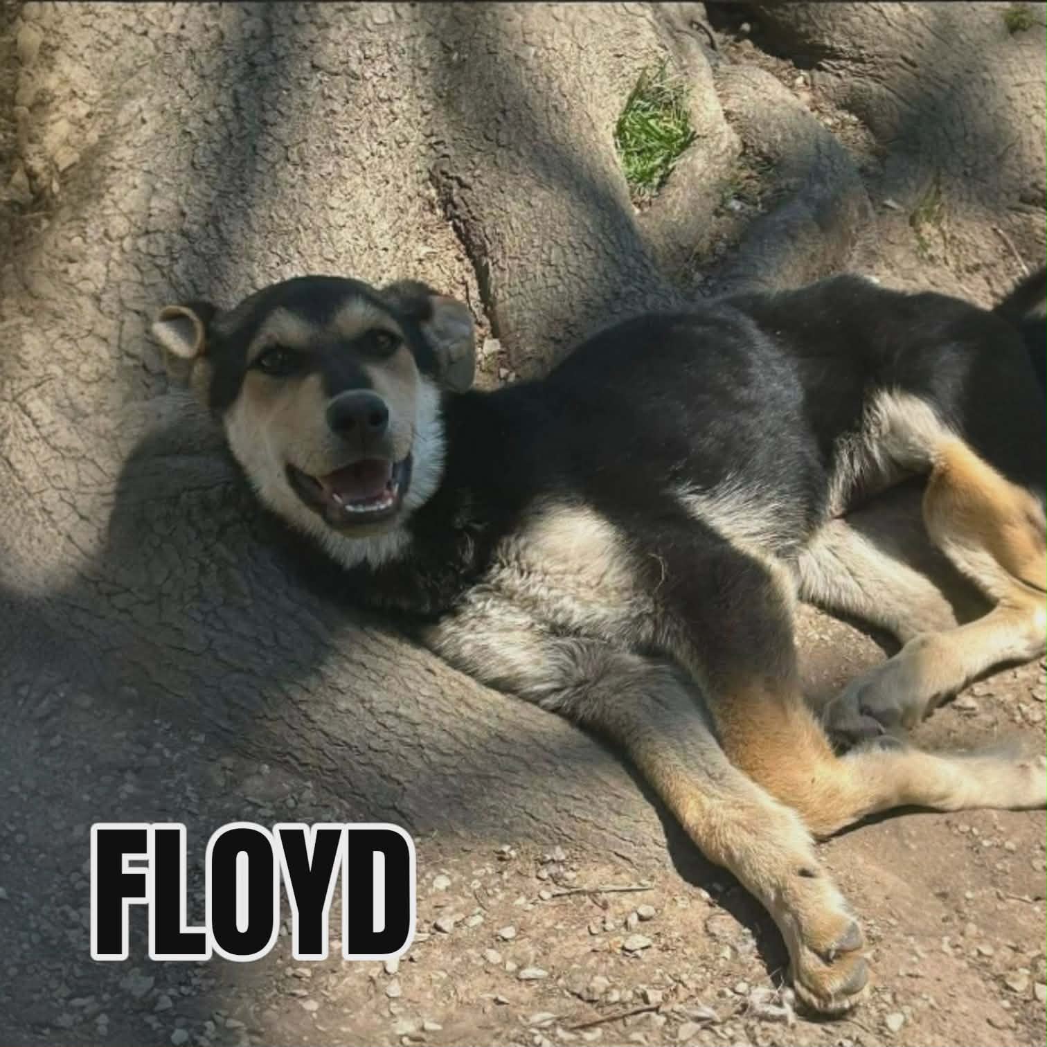 Floyd