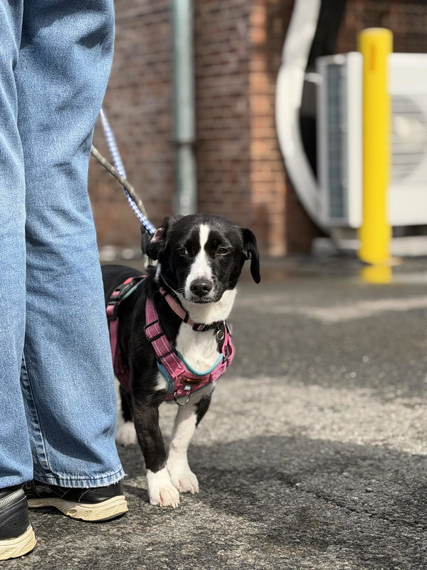 Oreo