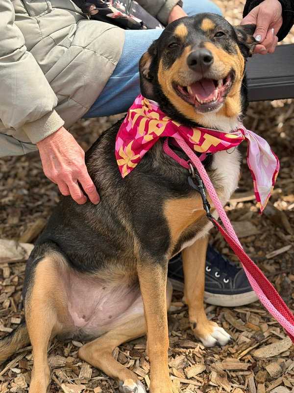Rooney (Foster or Adopter Needed!)