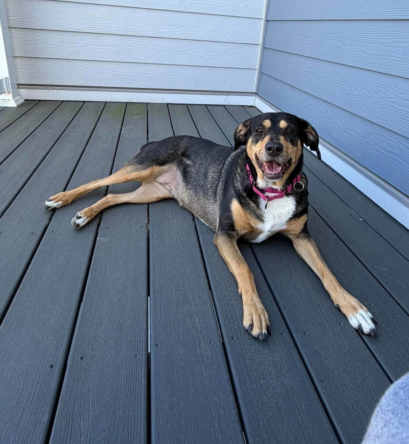 Rooney (Foster or Adopter Needed!)