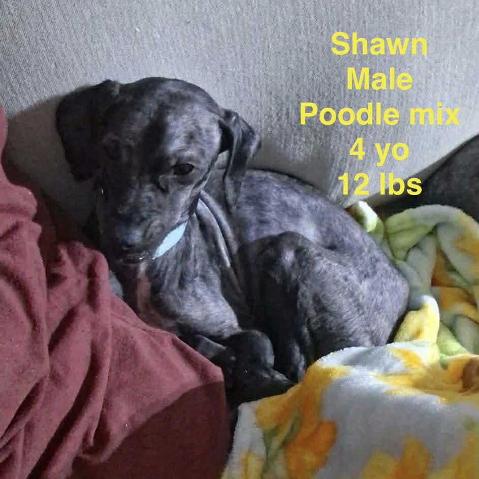 Shawn