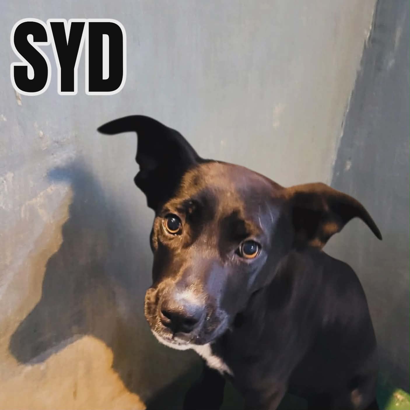Syd