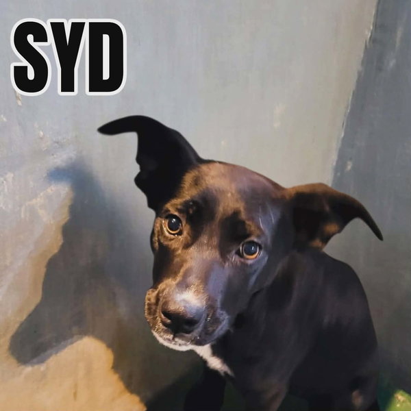 Syd