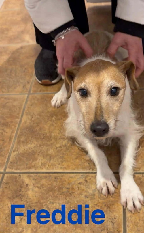 Freddie (Bonded Pair with Ellie), an adoptable Jack Russell Terrier in Westwood, NJ