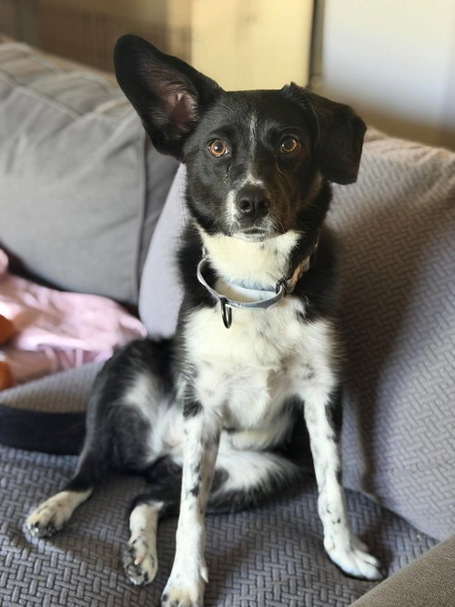 Juliet, an adoptable Collie in Westwood, NJ