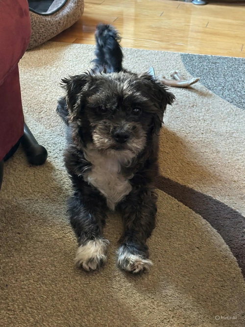 King, an adoptable Miniature Schnauzer in Westwood, NJ