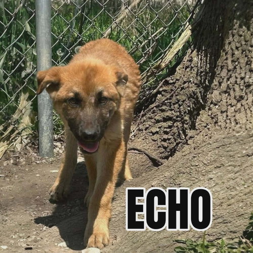 Echo, an adoptable Shepherd in Westwood, NJ