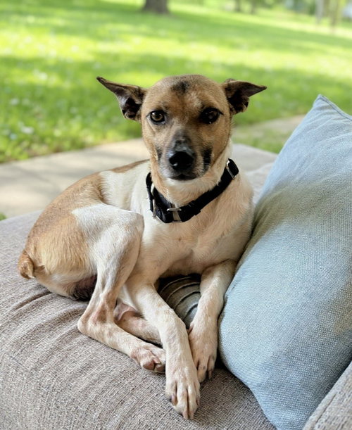 Gravy, an adoptable Rat Terrier in Westwood, NJ