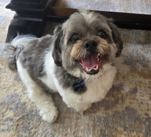 Phoenix, an adoptable Shih Tzu in Westwood, NJ
