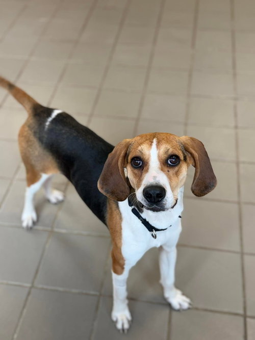 Sara Marie, an adoptable Hound in Westwood, NJ