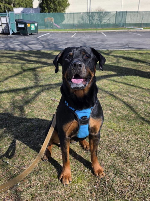 Snow, an adoptable Rottweiler in Westwood, NJ
