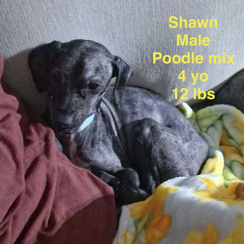 Shawn, an adoptable Poodle in Westwood, NJ