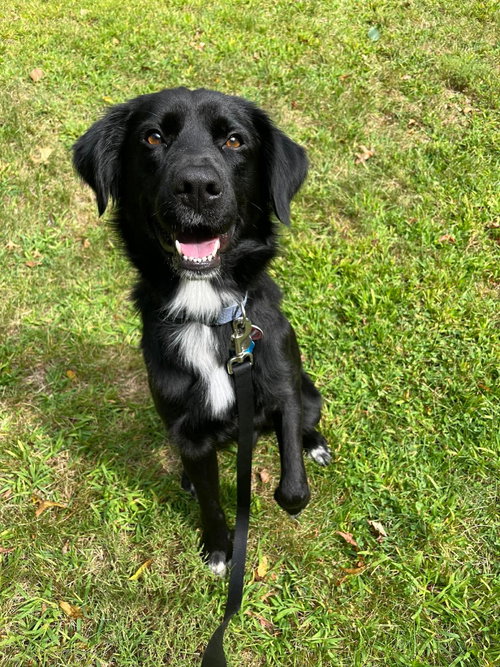 Bart (Foster or Adopter Needed)