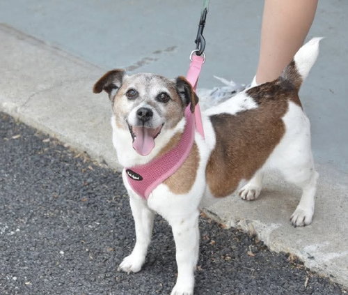 Ellie (Bonded Pair with Freddie), an adoptable Jack Russell Terrier in Westwood, NJ