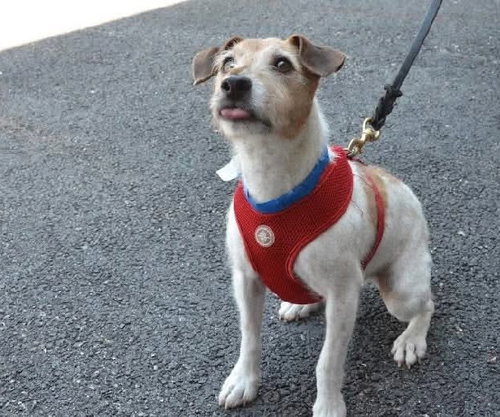 Freddie (Bonded Pair with Ellie), an adoptable Jack Russell Terrier in Westwood, NJ