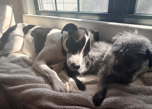 Rubix (Foster or Adopter Needed!) photo 5