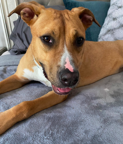 Snuggles (Foster or Adopter Needed) photo 2