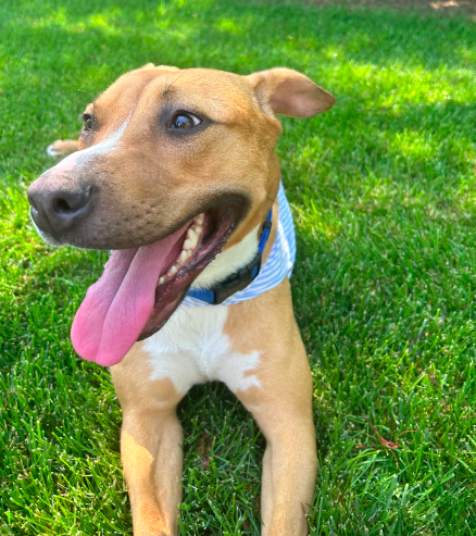 Snuggles (Foster or Adopter Needed) photo 4