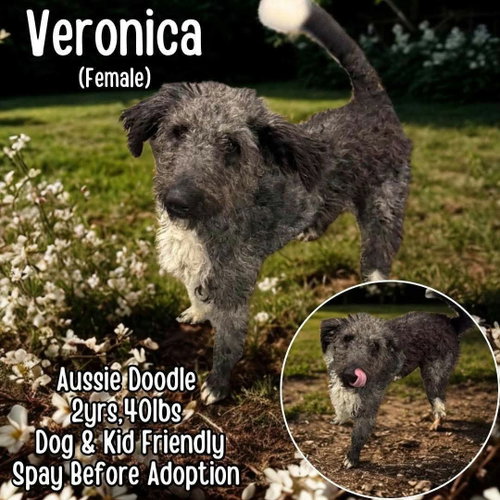 Veronica