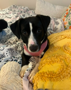 Oreo photo 6