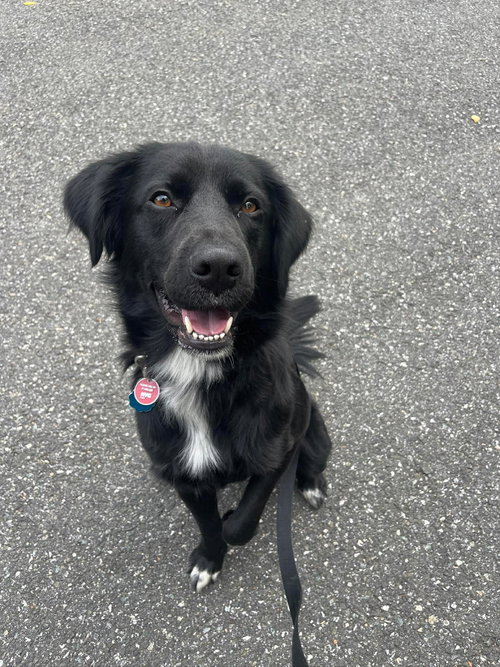 Bart (Foster or Adopter Needed) photo 2