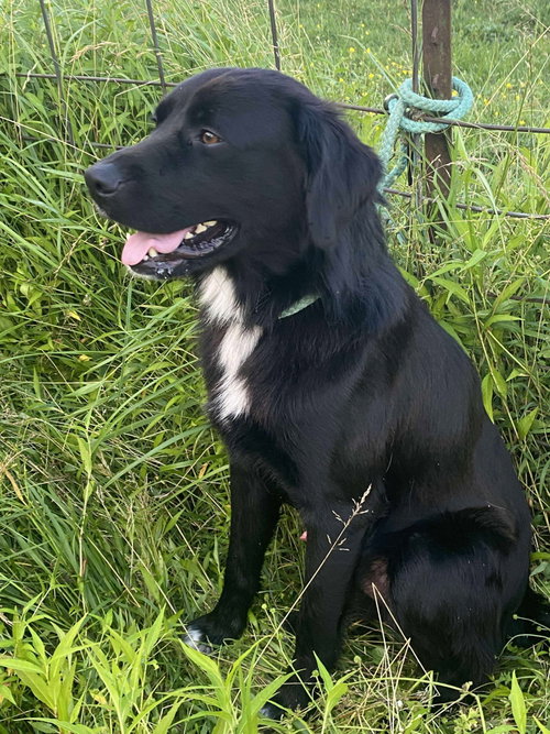 Bart (Foster or Adopter Needed) photo 4