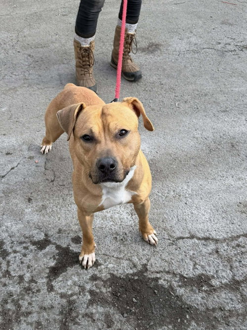Bodhi (Foster or Adopter Needed!)