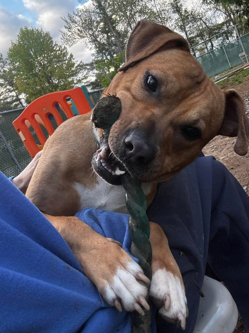 Bodhi (Foster or Adopter Needed!) photo 2