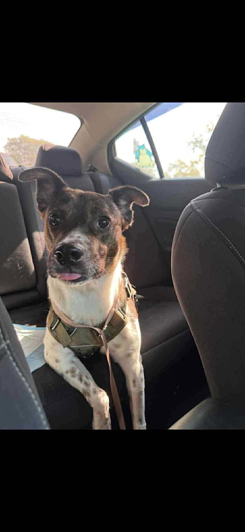 Coquito (Foster or Adopter Needed!) photo 2