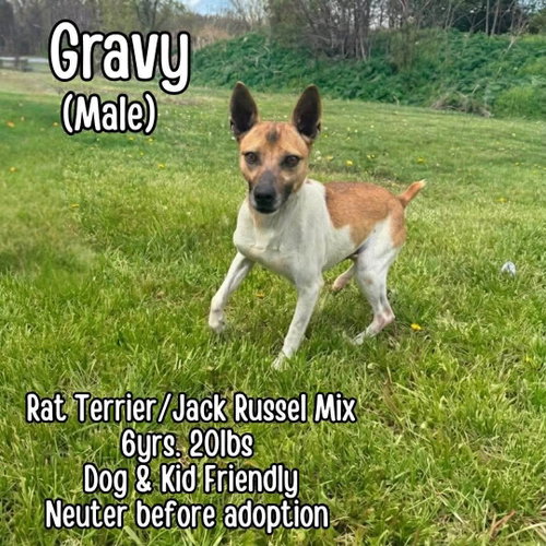 Gravy photo 5