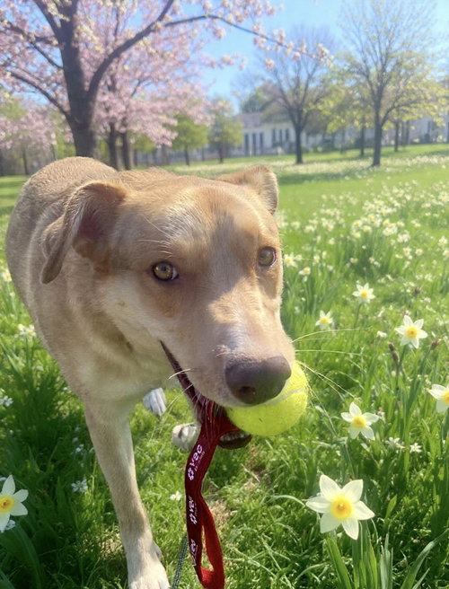 Junie (Foster or Adopter Needed!) photo 3