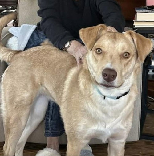 Junie (Foster or Adopter Needed!) photo 4