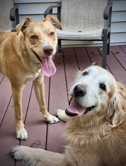 Junie (Foster or Adopter Needed!) photo 5