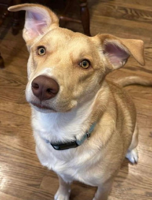 Junie (Foster or Adopter Needed!) photo 6