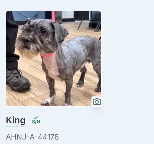 King photo 5