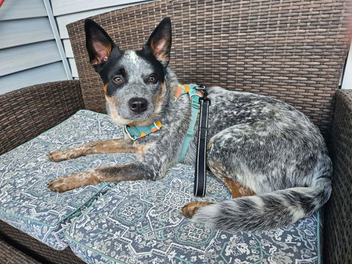 Moby (URGENT Foster or Adopter Needed)