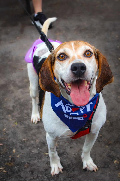 Peaches (foster needed)