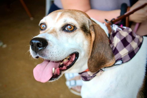 Peaches (foster needed) photo 3