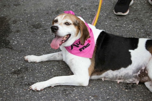 Peaches (foster needed) photo 4