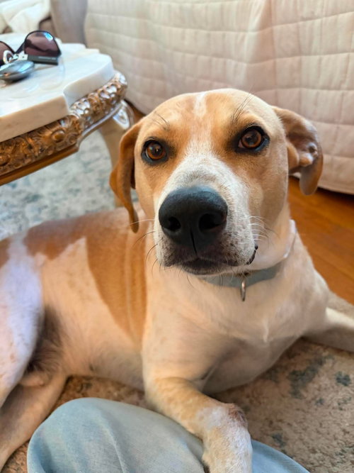 Cooper