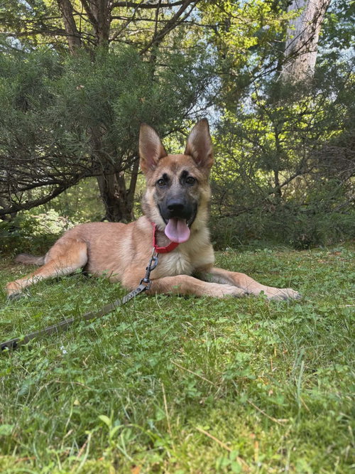 Echo